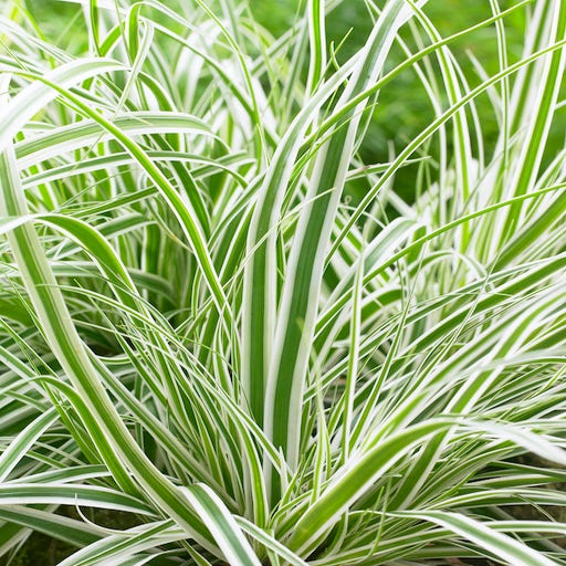 Zegge (Carex oshimensis 'Everest' )