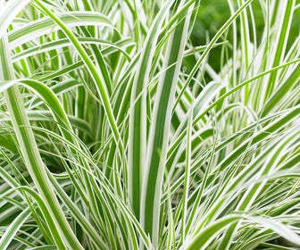 Zegge (Carex oshimensis 'Everest' )