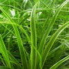 Zegge (Carex 'Everlime')