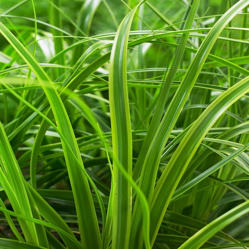Zegge (Carex 'Everlime')