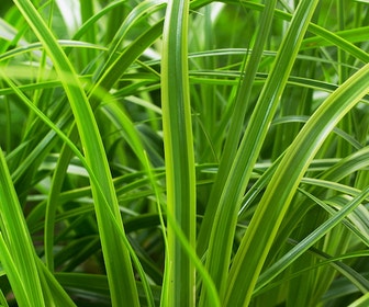 Zegge (Carex 'Everlime')