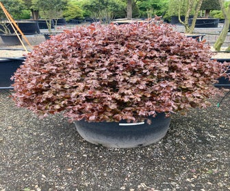 Rode Beuk als bolvorm (Fagus sylvatica 'Atropunicea')