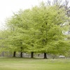 Beukenboom (Fagus sylvatica)