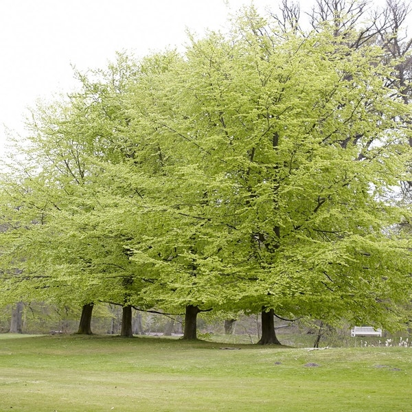 Beukenboom (Fagus sylvatica)