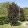 Rode Zuilbeuk (Fagus sylvatica 'Dawyck Purple')