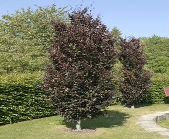 Rode Zuilbeuk (Fagus sylvatica 'Dawyck Purple')