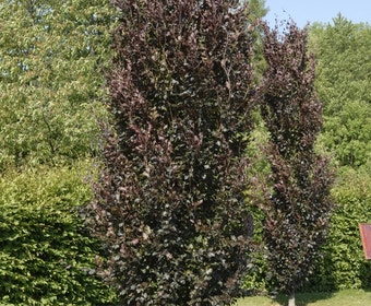 Rode Zuilbeuk (Fagus sylvatica 'Dawyck Purple')