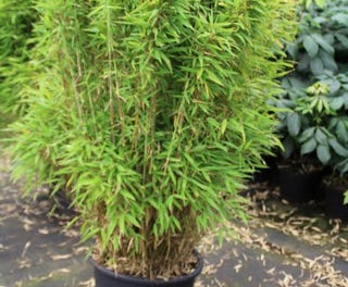 Niet woekerende bamboe (Fargesia robusta)