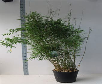 Niet-woekerende bamboe (Fargesia denudata)