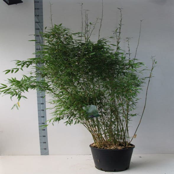 Fargesia denudata 125-150 cm