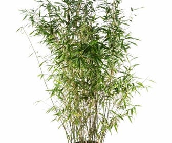 Niet woekerende bamboe (Fargesia 'Dino')