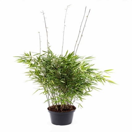 Fargesia nitida 'Trifina'