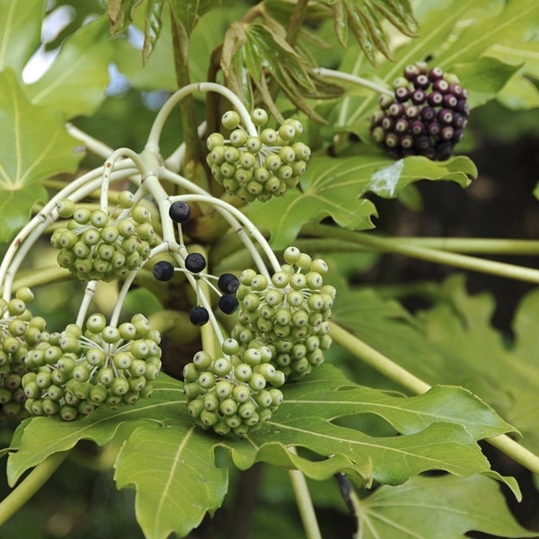 Vingerplant (Fatsia japonica)