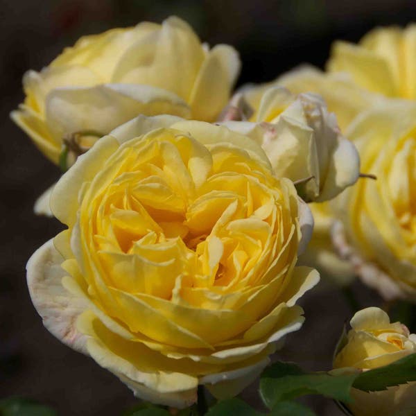 Heesterroos (Rosa 'Fisser Faustinia')