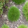 Zwenkgras (Festuca gautieri 'Pic Carlit')