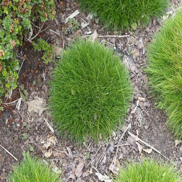 Zwenkgras (Festuca gautieri 'Pic Carlit')