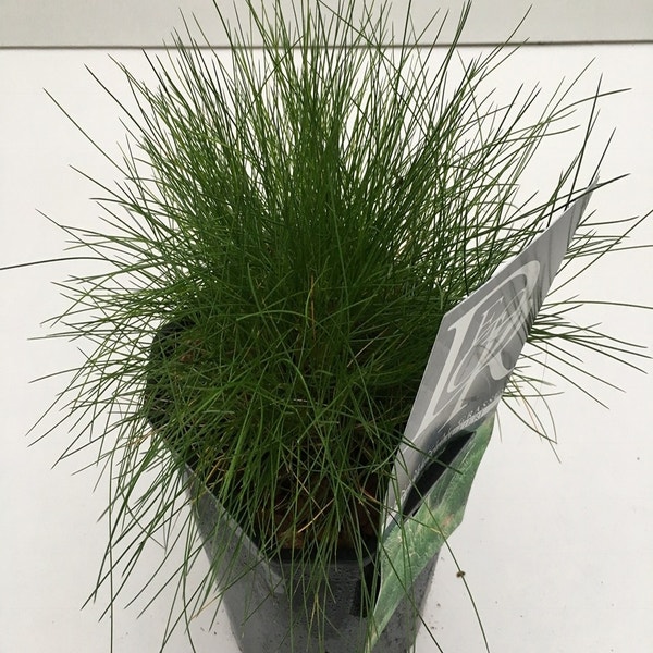 Zwenkgras (Festuca gautieri) C2