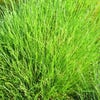 Zwenkgras (Festuca gautieri ) Bio