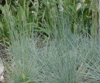 Zwenkgras (Festuca glauca 'Elijah Blue')