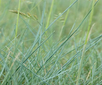 Genaald schapengras (Festuca ovina)