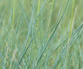 Genaald schapengras (Festuca ovina)
