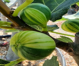 Vijg (Ficus carica 'Panache')