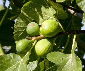 Vijg (Ficus carica 'Fiorone Bianco')