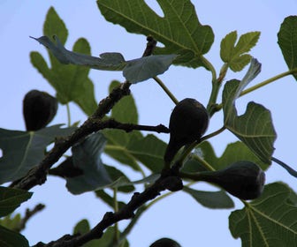 Vijg op stam (Ficus carica)