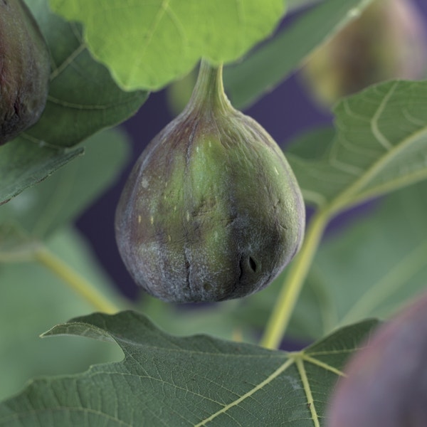 Figuier Brown Turkey - 1/2 Tige En Pot De 10L | Ferriere Fleurs