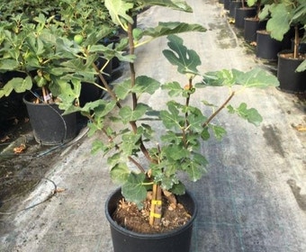 Vijg (Ficus carica 'Pastiliere')