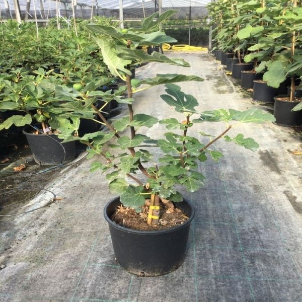 Ficus carica 'Rouge de Bordeaux'