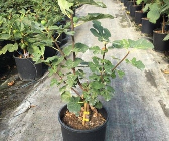 Vijg (Ficus carica 'Rouge de Bordeaux')