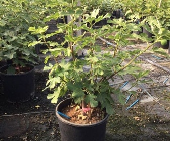 Vijg (Ficus carica 'Violet Dauphine')