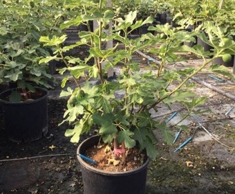 Vijg (Ficus carica 'Violet Dauphine')