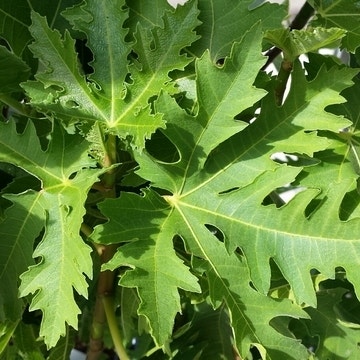 Ficus carica 'Rouge de Bordeaux' (Vijg, Winterharde Vijgenboom Ficus carica 'Rouge de Bordeaux' (Vijg, Winterharde Vijgenboom
