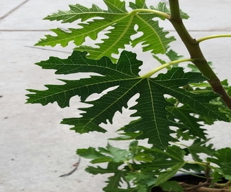 Vijg (Ficus carica 'Ice Crystal')
