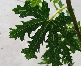 Vijg (Ficus carica 'Ice Crystal')
