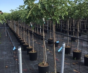 Vijg als halfstam (Ficus carica 'Ice Crystal')