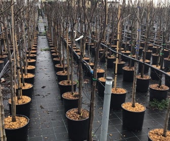 Vijg als halfstam (Ficus carica 'Ronde de Bordeaux')
