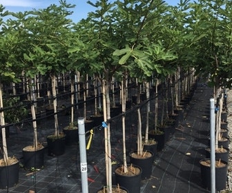 Vijg als halfstam (Ficus carica 'Rouge de Bordeaux')