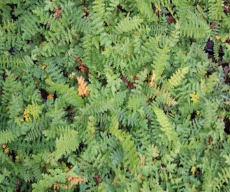 Moerasspiaea (Filipendula vulgaris) BIO