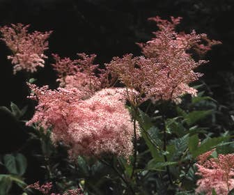 Moerasspiaea (Filipendula rubra 'Venusta')