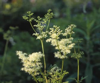 Knolspirea / Moerasspirea (Filipendula vulgaris 'Plena')