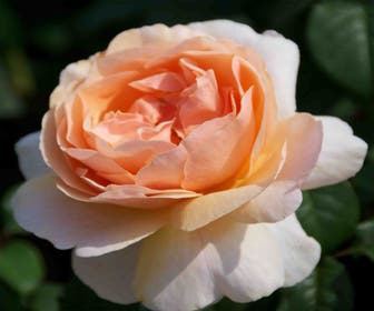 Heesterroos (Rosa 'Fisser Floriana')