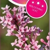 Sering (Syringa Flowerfesta® 'Pink')