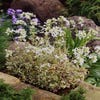 Randjesbloem/Rijstebrei (Arabis ferdinandi-coburgii 'Old Gold')
