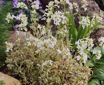 Randjesbloem/Rijstebrei (Arabis ferdinandi-coburgii 'Old Gold')