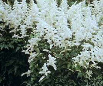 Spirea (Astilbe 'Deutschland')