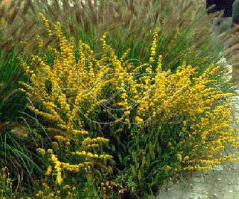 Guldenroede (Solidago caesia)