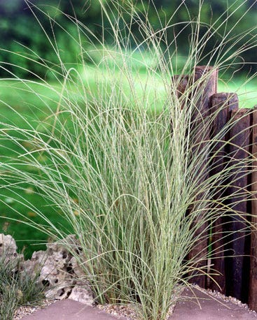 Miscanthus